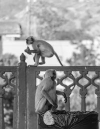 Man sitting on railing in zoo