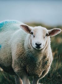 Close-up portrait of sheep