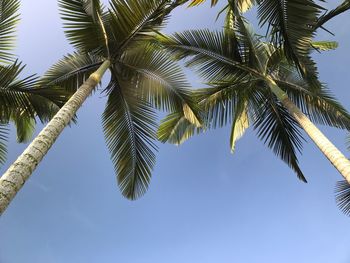 Low angle view of palm tree against clear sky