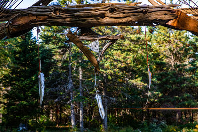 Low angle view of trees in forest