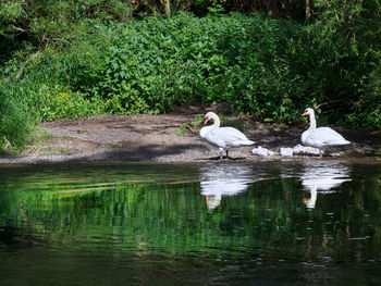 Ducks in a lake