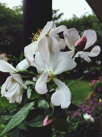 Close-up of white flowers blooming on tree
