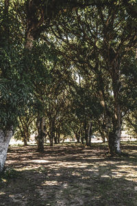 Trees in forest