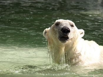 Close-up of polar bear in river