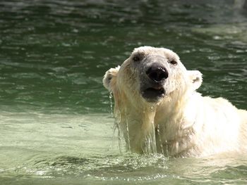 Close-up of animal in water