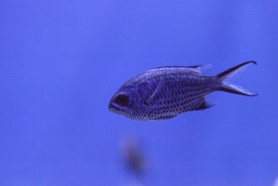 Close-up of fish swimming in sea