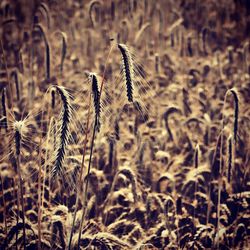 Close-up of stalks in field