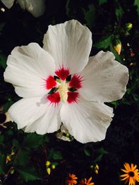 Close-up of pink flower blooming outdoors