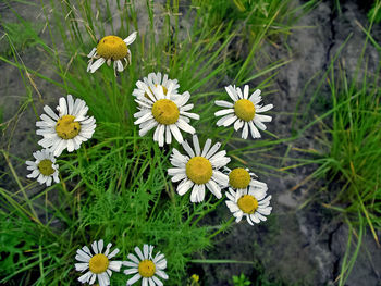 Close-up of white daisy flowers