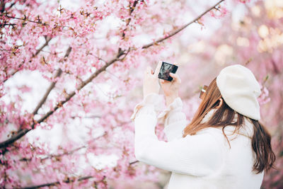 Low angle view of pink cherry blossoms on tree