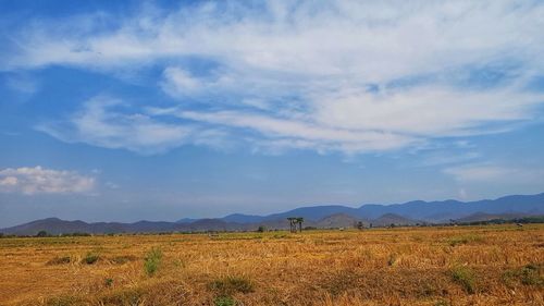 Scenic view of field against sky