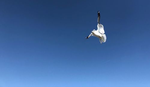 Low angle view of seagull flying in sky