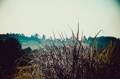 Close-up of grass growing on field against clear sky