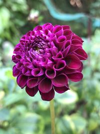 Close-up of pink dahlia flower