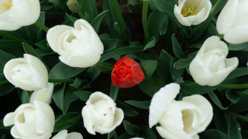 Close-up of white roses