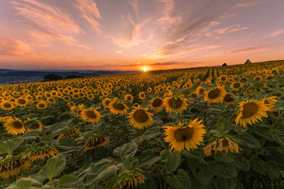 Scenic view of sunflower field against sky during sunset