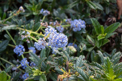 Close-up of purple flowering plants