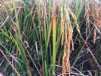 Close-up of crops growing on field