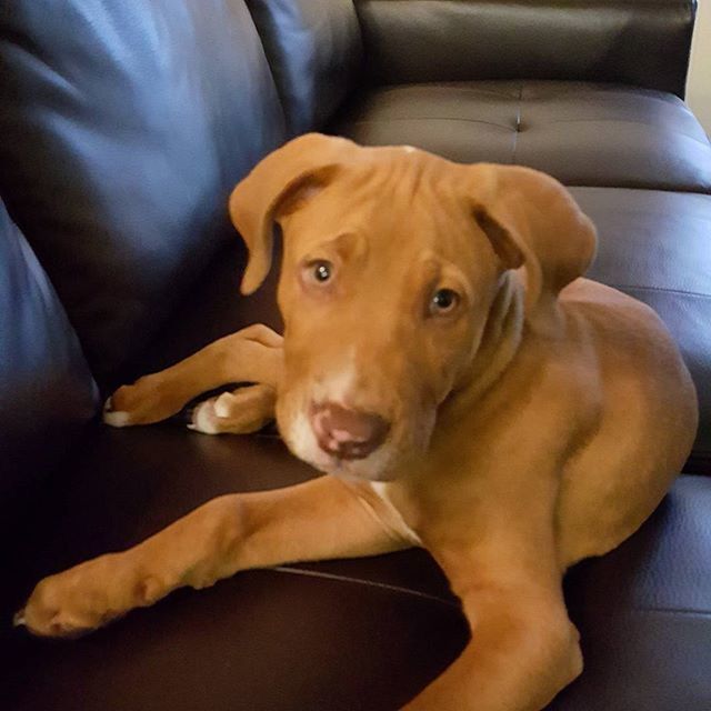 PORTRAIT OF A DOG RESTING ON SOFA