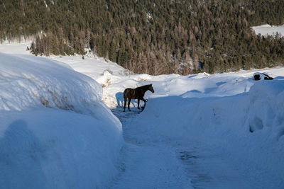 Horse on snow covered field