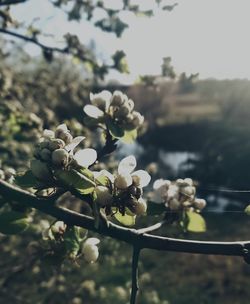 Close-up of white flowering plant