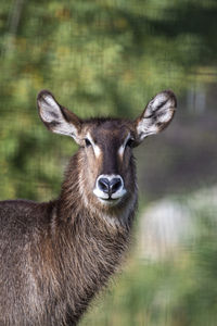 The waterbuck large antelope sub-saharan africa.face front view.