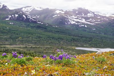 Purple flowering plants on field against mountains