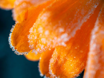 Close-up of orange flower