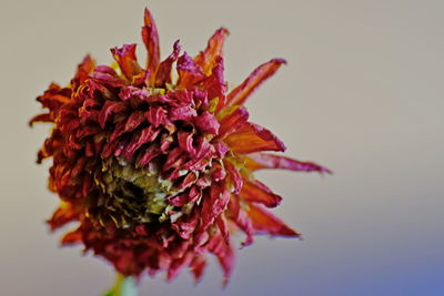 Close-up of pink flower against white background