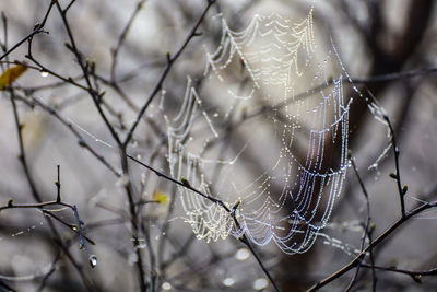 Close-up of wet spider web on plant during rainy season