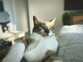 Cat sitting on bed at home