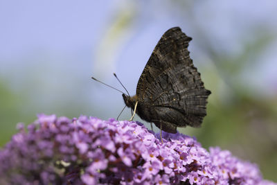 Close-up of butterfly pollinating on purple flower