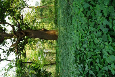 Trees growing in forest