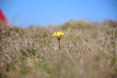 Close-up of yellow flowering plant on land