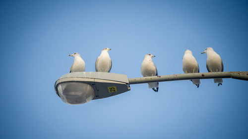 Low angle view of seagulls perching on the sky