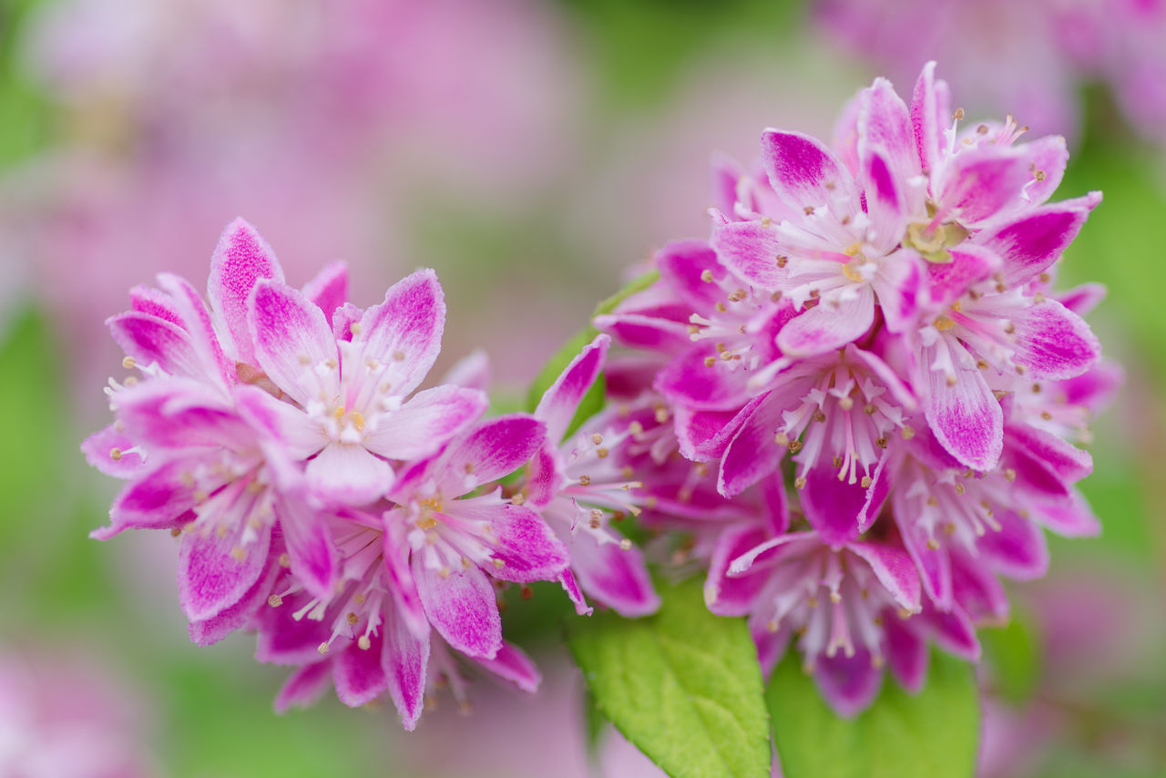 CLOSE-UP OF PINK FLOWER