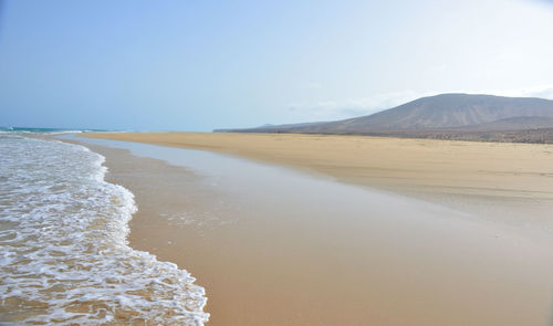 Large fine sand beach of sotavento with low tide in fuerteventura