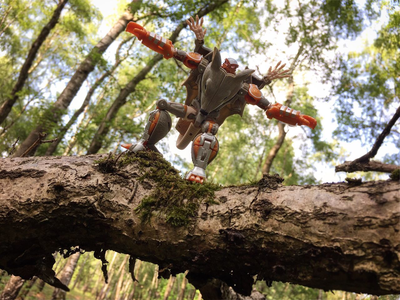 tree, tree trunk, low angle view, branch, nature, growth, forest, day, tranquility, rock - object, beauty in nature, outdoors, leisure activity, sunlight, full length, lifestyles, climbing, rock formation