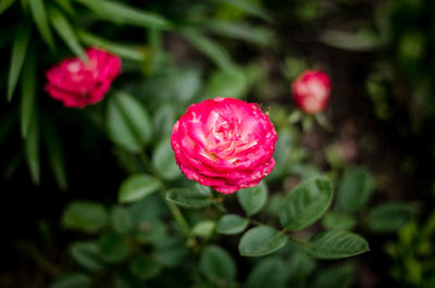 Close-up of pink rose flower