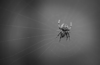 Close-up of spider on web