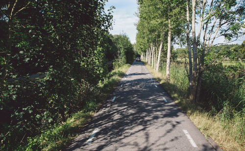 Road amidst trees