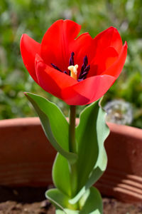 Close-up of red flower