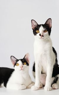 Portrait of cat sitting on floor