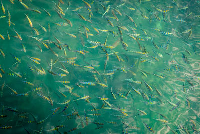 Full frame shot of water surface