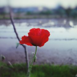 Close-up of red flowers