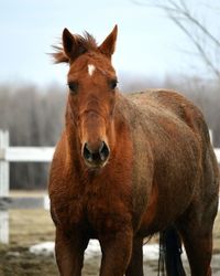 Portrait of horse standing at barn