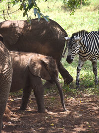 Juvenile elephants and zebras that were found orphaned in various locations in tanzania. 