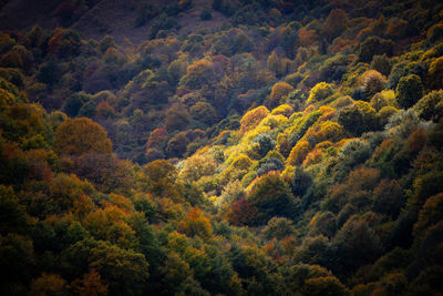 Scenic view of forest during autumn