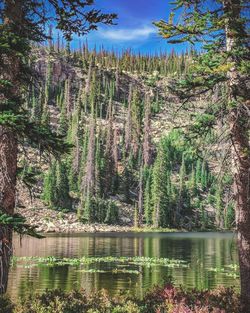 Scenic view of lake in forest