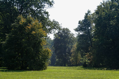 Nature scenery with trees and clear sky